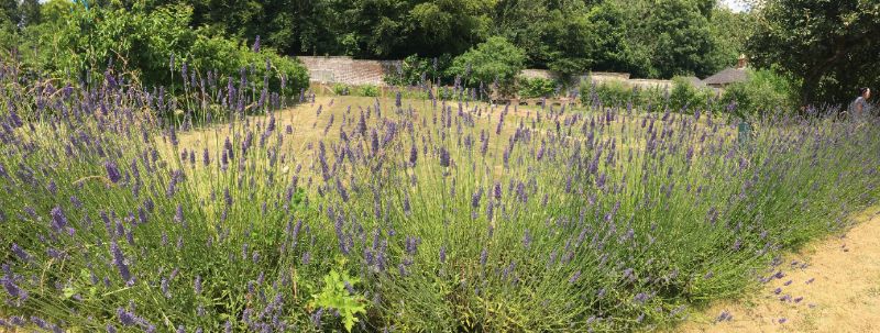 Lavender Fields